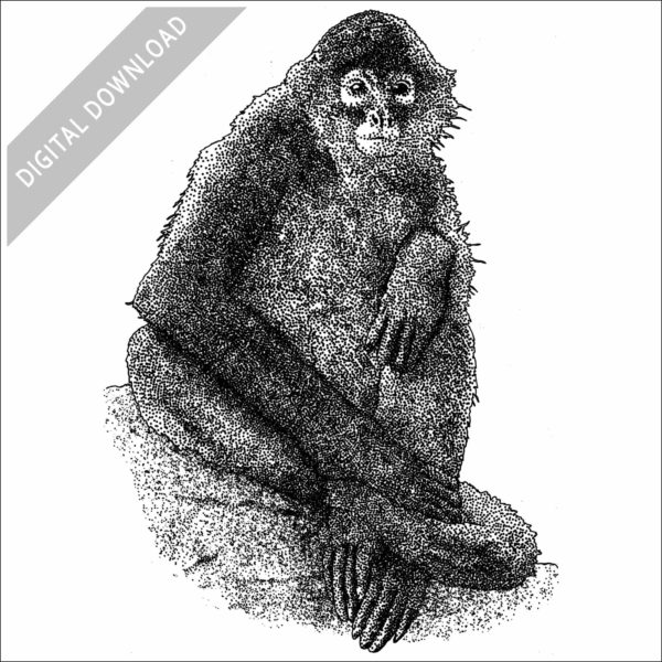 Black-Handed Spider Monkey black and white stock image