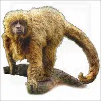 Blonde Capuchin illustration
