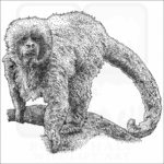 Blonde Capuchin black and white drawing