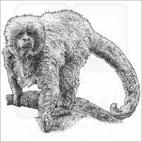 Blonde Capuchin black and white drawing