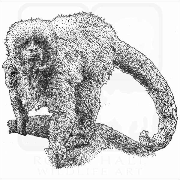 Blonde Capuchin black and white drawing