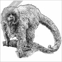 Blonde Capuchin black and white stock image