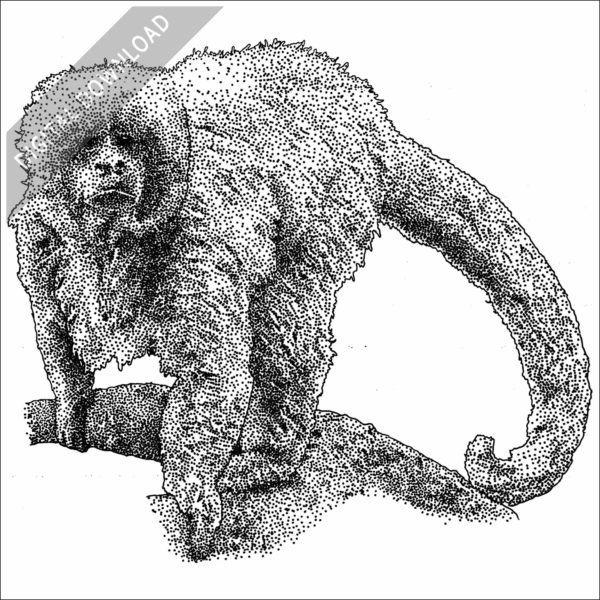 Blonde Capuchin black and white stock image