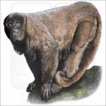 Brown Woolly Monkey drawing