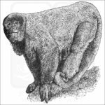 Brown Woolly Monkey black and white drawing