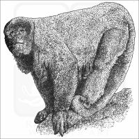 Brown Woolly Monkey black and white drawing