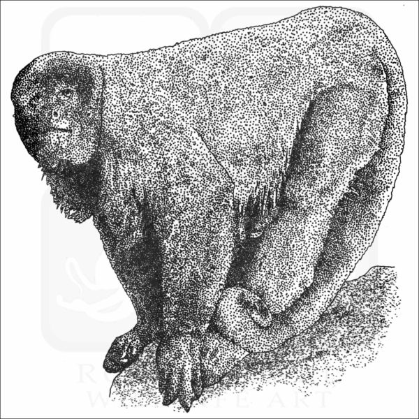 Brown Woolly Monkey black and white drawing