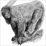 Brown Woolly Monkey black and white stock image