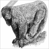 Brown Woolly Monkey black and white stock image