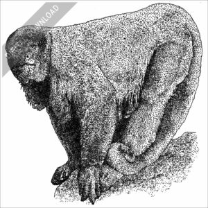 Brown Woolly Monkey black and white stock image