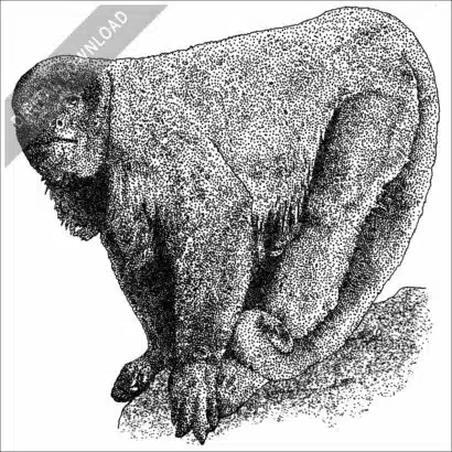 Brown Woolly Monkey black and white stock image
