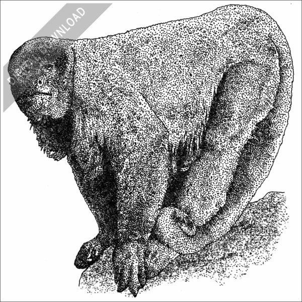 Brown Woolly Monkey black and white stock image