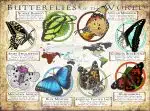 Butterflies of the World poster print