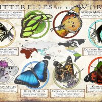 Butterflies of the World poster print