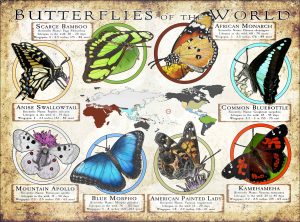 Butterflies of the World poster print