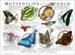Butterflies of the World poster print