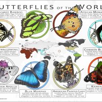 Butterflies of the World poster print