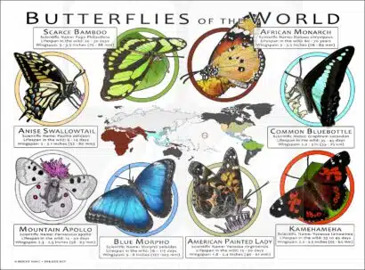 Butterflies of the World poster print