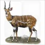 Cape Bushbuck illustration
