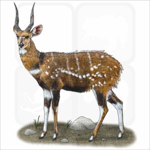 Cape Bushbuck illustration