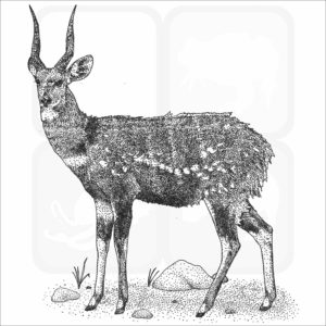 Cape Bushbuck black and white drawing