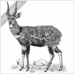 Cape Bushbuck black and white stock image