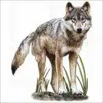 Vancouver Coastal Sea Wolf illustration