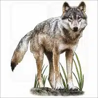 Vancouver Coastal Sea Wolf illustration