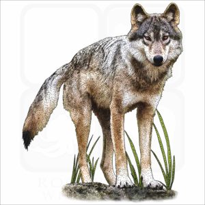 Vancouver Coastal Sea Wolf illustration