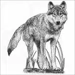 Vancouver Coastal Sea Wolf black and white drawing