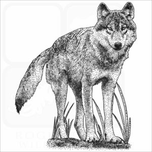 Vancouver Coastal Sea Wolf black and white drawing