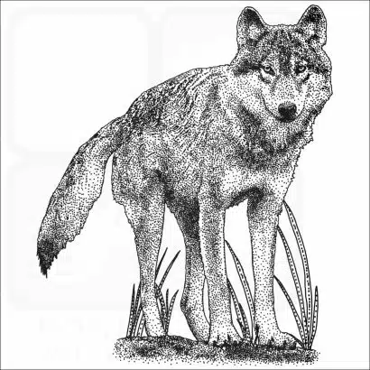 Vancouver Coastal Sea Wolf black and white drawing