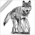 Vancouver Coastal Sea Wolf black and white stock image