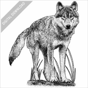 Vancouver Coastal Sea Wolf black and white stock image