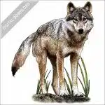 Vancouver Coastal Sea Wolf stock image
