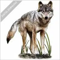 Vancouver Coastal Sea Wolf stock image