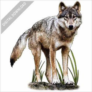 Vancouver Coastal Sea Wolf stock image