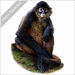 Black-Handed Spider Monkey stock image