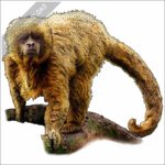 Blonde Capuchin stock image