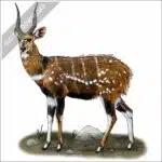 Cape Bushbuck stock image