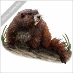 Vancouver Island Marmot stock drawing