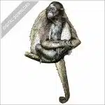 Variegated Spider Monkey stock image