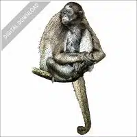 Variegated Spider Monkey stock image