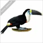 White-Throated Toucan stock image
