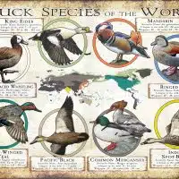 Duck Species of the World poster print