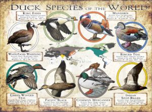 Duck Species of the World poster print