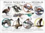 Duck Species of the World poster print
