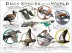 Duck Species of the World poster print