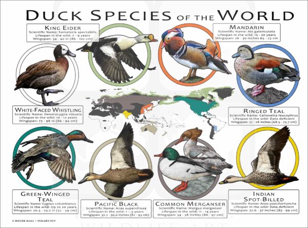 Duck Species of the World poster print
