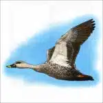 Indian Spot-Winged Duck illustration